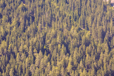Photo picture Forest seamless pattern texture background