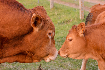 Photo Picture of Curious adult female french brown cow in a meadowの写真素材