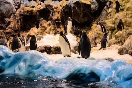 Picture of Wild Penguin Animal Bird Playingの写真素材