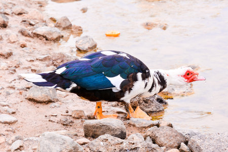 Photo picture of a Wild Animal Muskovy Duckの写真素材