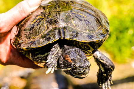 Photo picture Common turtle Slider Trachemys scripta animal reptile amphibianの写真素材