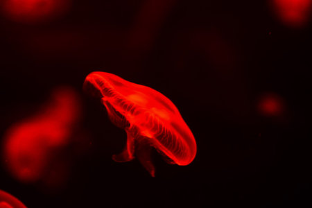 Photo Picture of Some Jellyfish Dangerous Poisonous Medusaの写真素材