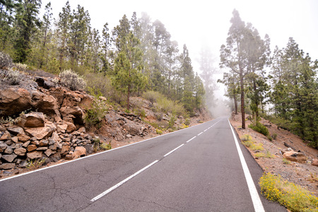 Road and coniferous pine tree forest early in the morningの写真素材