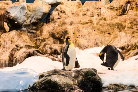 Picture of Wild Penguin Animal Bird Playingの写真素材