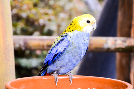 Photo Picture of a Beautiful Colored Tropical Parrotの写真素材