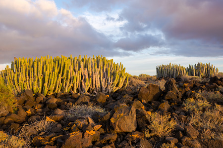 Calm Cactus Desert Sunset in Tenerife Canary Islandの写真素材
