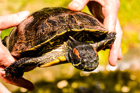 Photo picture Common turtle Slider Trachemys scripta animal reptile amphibian