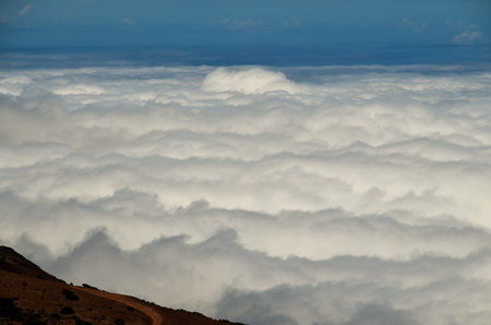 High Clouds over Pine Cone Trees Forest in Tenerife Island