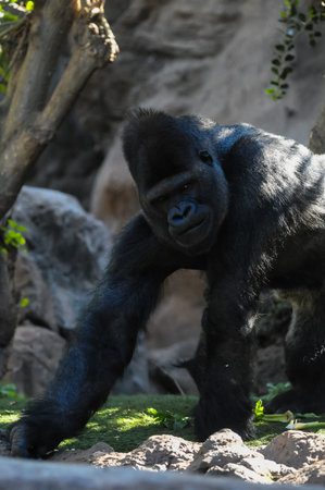 Strong Adult Black Gorilla on the Green Floor
