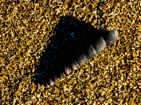 A Round Shell over the Sand in an Italian Beachの写真素材