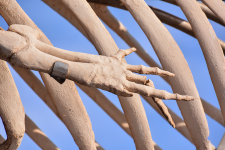 Photo Picture of the Dry Whale Mammal Skeletonの写真素材