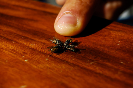 4 flies and a finger on a wooden tableの写真素材
