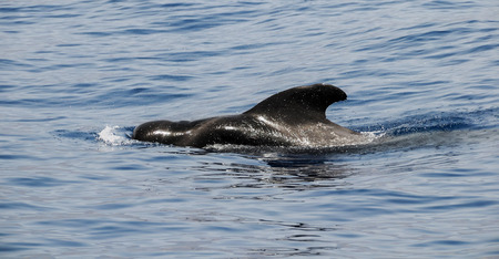 Black Pilot Whale Coming Out of the Waterの写真素材