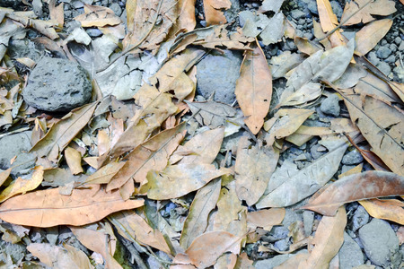 Photo Picture of Leaf Background Texture Patternの写真素材
