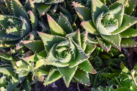 Photo Picture of a Tropical Cactus Texture Backgroundの写真素材