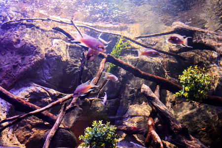 Photo Picture an Acquarium Full of Beautiful Tropical Fishesの写真素材