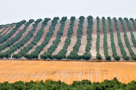 Photo PIcture of a Beautiful Landscape in South Spainの写真素材