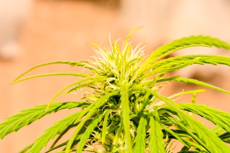 Photo Picture of Young Green Cannabis Marijuana Leaf Plant Detailの写真素材