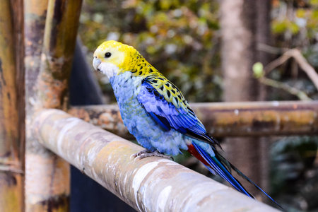Photo Picture of a Beautiful Colored Tropical Parrot