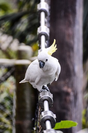 Photo Picture of a Beautiful Colored Tropical Parrotの写真素材