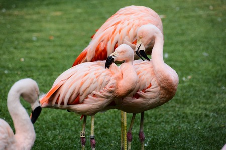 Photo Picture of Pink Animal Bird Wild Flamingoの写真素材
