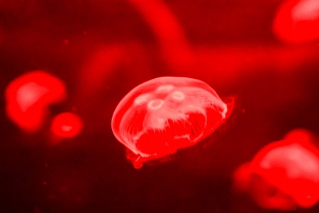 Photo Picture of Some Jellyfish Dangerous Poisonous Medusaの写真素材