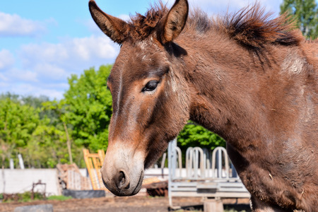 Photo picture of beautiful Horse on a farmの写真素材