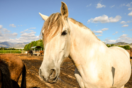 Photo picture of beautiful Horse on a farmの写真素材