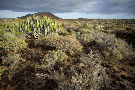 Calm Cactus Desert Sunset in Tenerife Canary Islandの写真素材