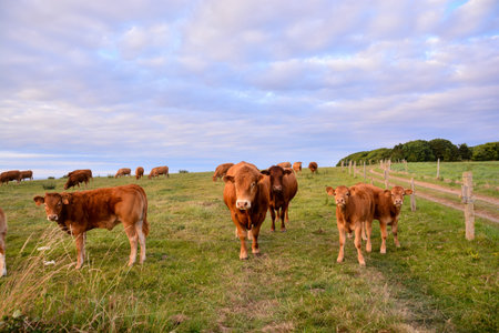 Photo Picture of Curious adult female french brown cow in a meadowの写真素材