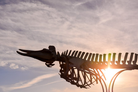 Photo Picture of the Dry Whale Mammal Skeletonの写真素材
