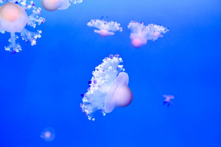 Photo Picture of Some Jellyfish Dangerous Poisonous Medusa