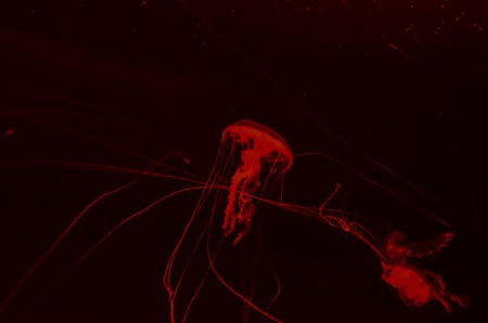 Small Jelly Fish Medusa Colored by the Lightの写真素材