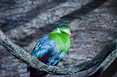 Parrot Tropical Bird with a Colroed Father