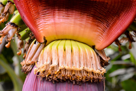 Photo picture of Green Bananas Hanging on Banana Treeの写真素材