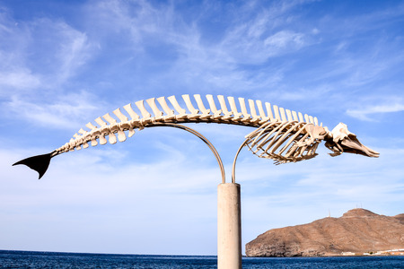 Photo Picture of the Dry Whale Mammal Skeletonの写真素材