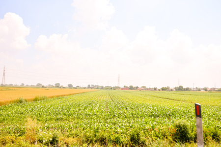 Photo picture Agricultural disaster, field of flooded cropsの写真素材