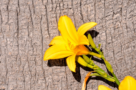 Photo Picture of Beautiful Blooming Flower Backgroundの写真素材