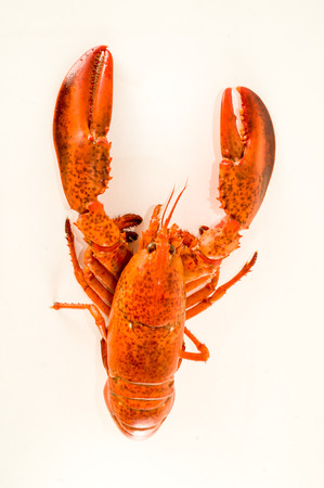 Photo picture of a delicious freshly steamed lobsterの写真素材