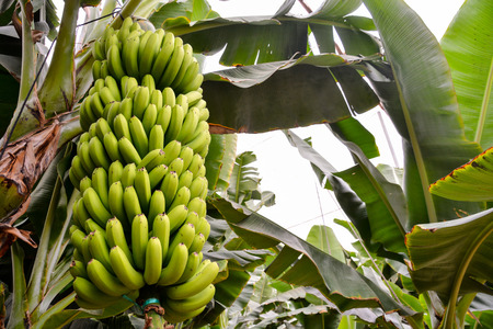 Photo picture of Green Bananas Hanging on Banana Treeの写真素材