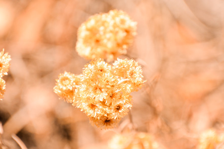 Photo Picture of Beautiful dry Flower Backgroundの写真素材