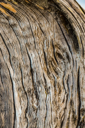 Trunk Texture of Gnarled Juniper Tree Shaped By The Wind at El Sabinar, Island of El Hierro