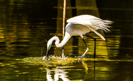 Great White Egret (Ardea Alba) fishing in the Water of a Temple in Japanの写真素材