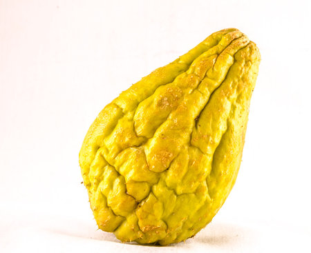 Chayote (Sechium Edule) is a Vegetable Native of South America