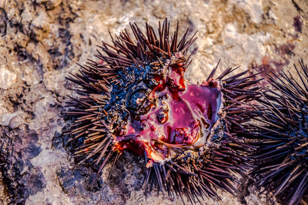 Sea Urchin on Rock Near Ocean Backgroundの写真素材