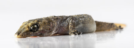 Small Gray Gecko Lizard on a White Background