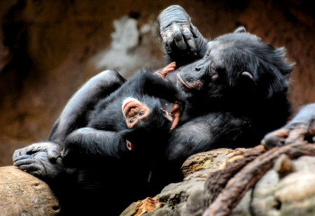 Wild Black Chimpanzee Mammal Ape Monkey Animalの写真素材
