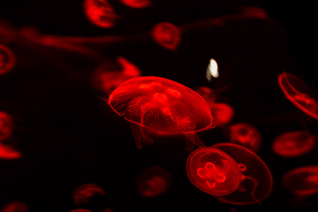 Photo Picture of Some Jellyfish Dangerous Poisonous Medusaの写真素材