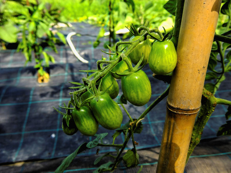 Photo picture of fresh tomatoes plants on a vegetable gardenの写真素材