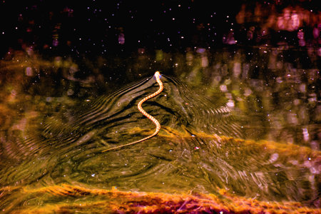 Photo picture of a Grass water snake Natrix